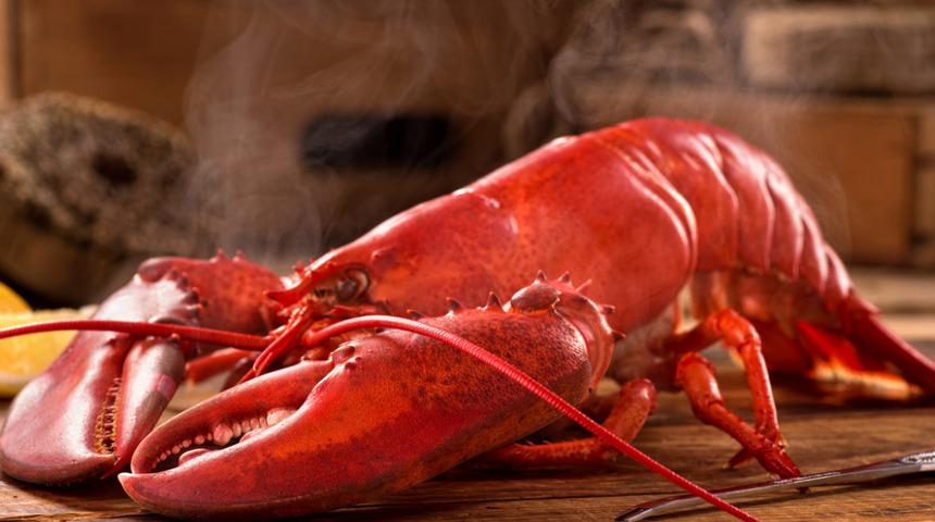 Istakozları artık canlı canlı haşlayamayacaklar: Soğuk havada dondurmak daha insancıl