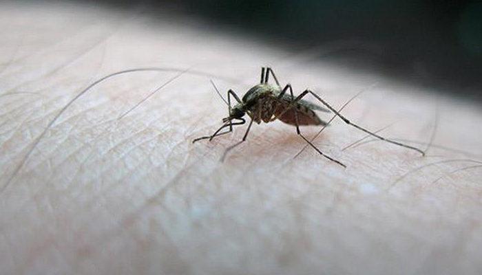 Hindistan'da 14 kişide Zika virüsü tespit edildi
