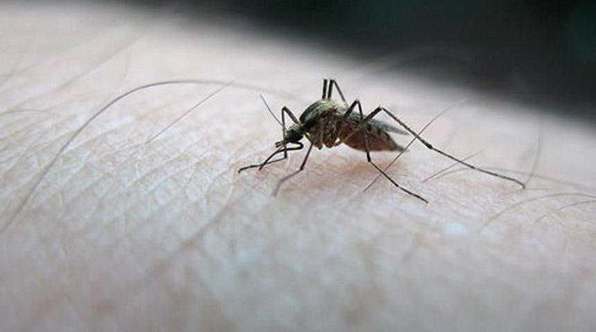 Hindistan'da 14 kişide Zika virüsü tespit edildi