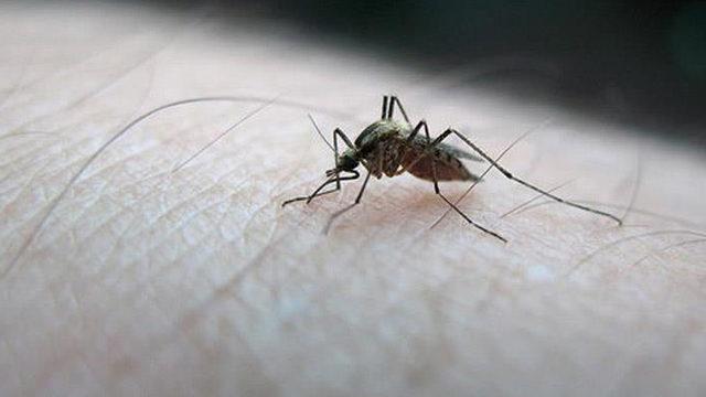 Hindistan'da 14 kişide Zika virüsü tespit edildi