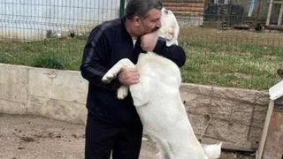 Bakan Koca'dan Hayvanları Koruma Kanunu ile ilgili paylaşım