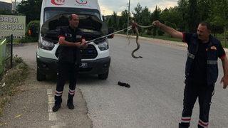 Ambulanstan yılan çıktı