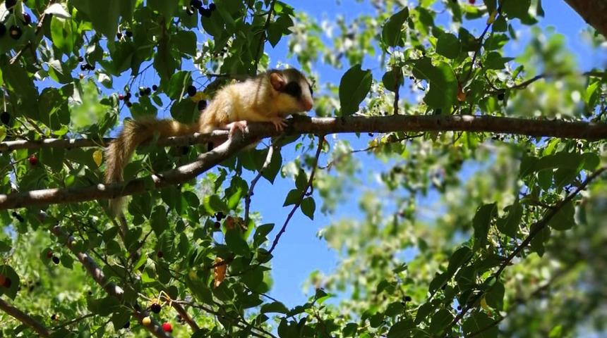 Türkiye'de koruma altına alınmıştı! Bahçe 'yediuyur'u Erzincan'da ilk kez görüntülendi