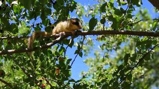 Türkiye'de koruma altına alınmıştı! Bahçe 'yediuyur'u Erzincan'da ilk kez görüntülendi