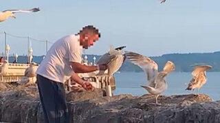 Elindeki yemeği alan martıya işkence 'pes' dedirtti
