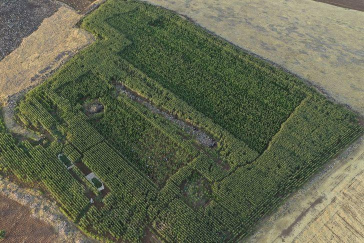 Şanlıurfa'da mısır tarlasında 190 bin kök Hint keneviri ve 415 kilogram esrar ele geçirildi G1