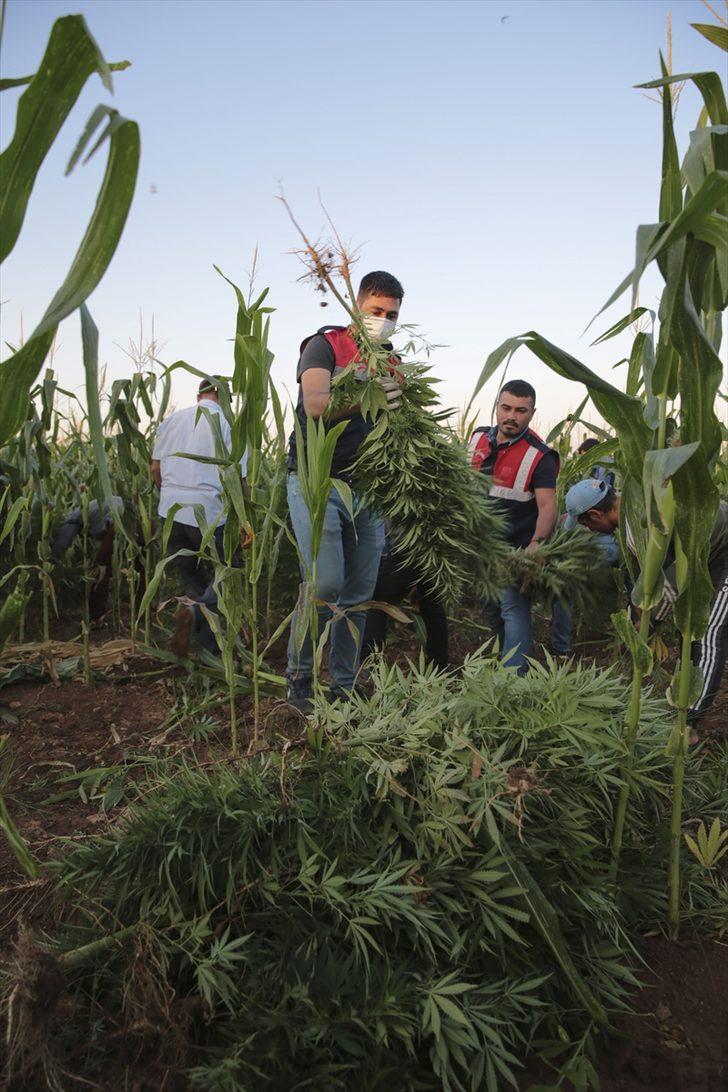 Şanlıurfa'da mısır tarlasında 190 bin kök Hint keneviri ve 415 kilogram esrar ele geçirildi G3
