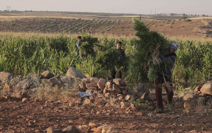 Şanlıurfa'da mısır tarlasında 190 bin kök Hint keneviri ve 415 kilogram esrar ele geçirildi G4