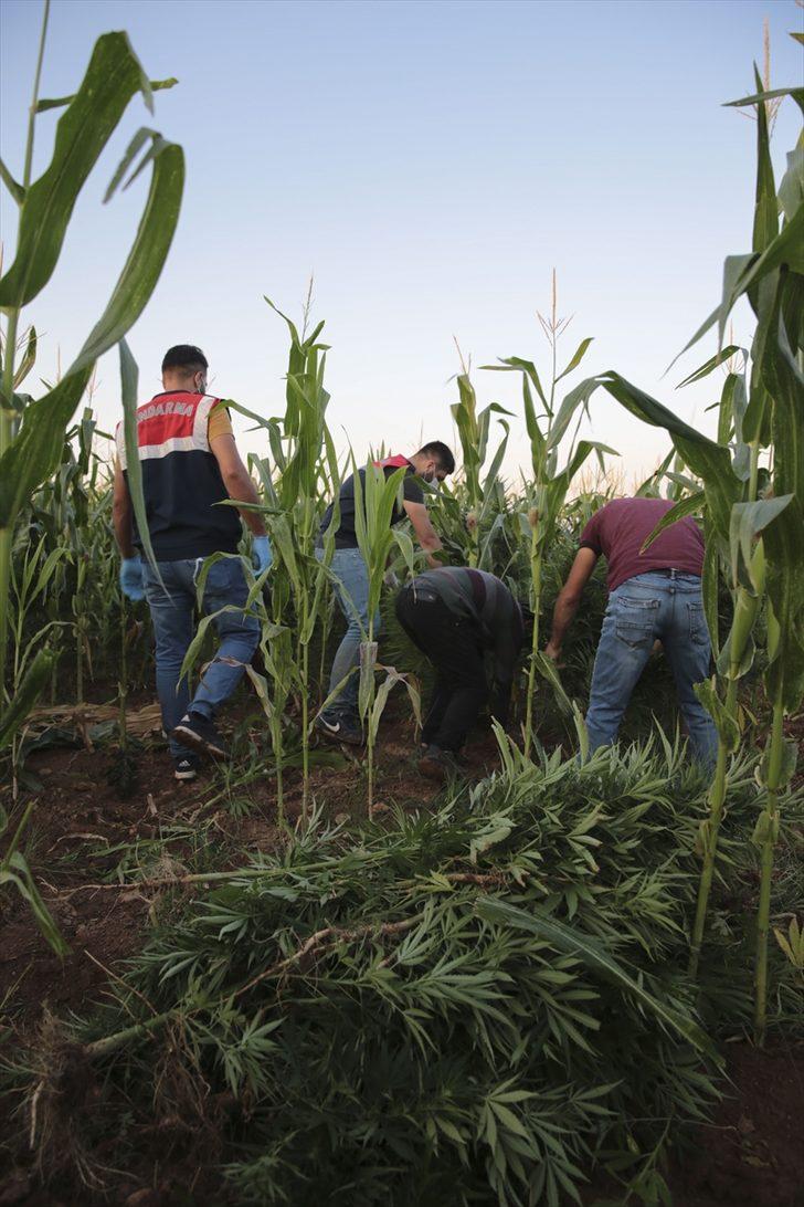 Şanlıurfa'da mısır tarlasında 190 bin kök Hint keneviri ve 415 kilogram esrar ele geçirildi G5