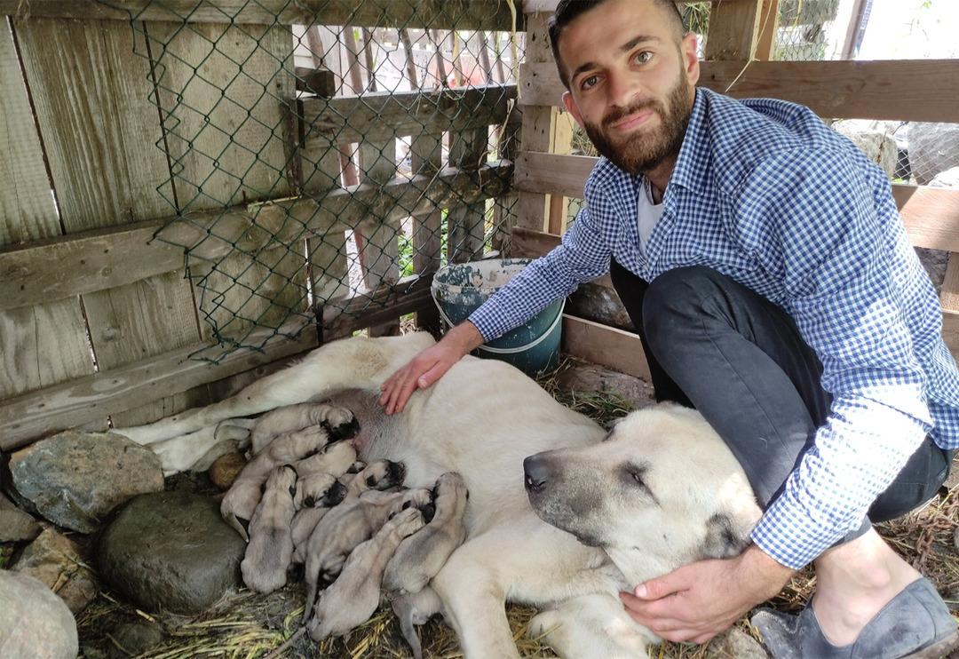 Tanesi 5 bin lira! K&ouml;peği tek seferde 15 yavru doğurdu