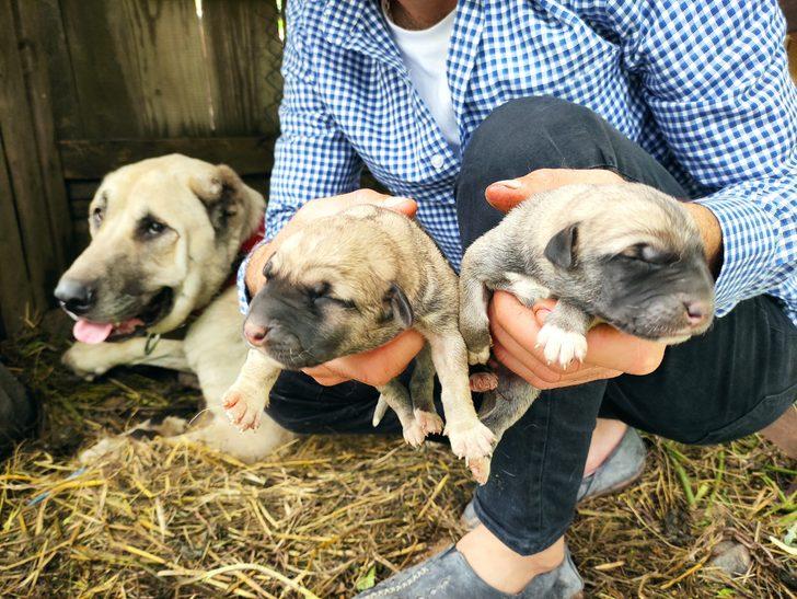 Tanesi 5 bin lira! Köpeği tek seferde 15 yavru doğurdu G1