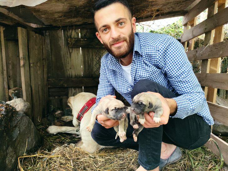 Tanesi 5 bin lira! Köpeği tek seferde 15 yavru doğurdu G2