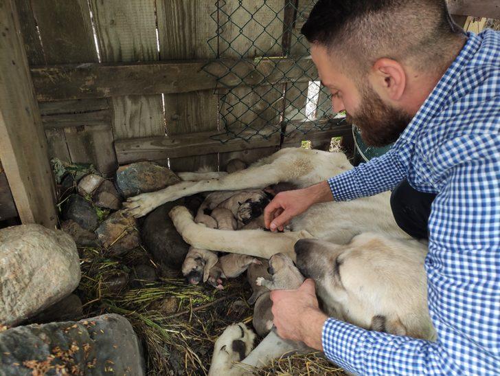 Tanesi 5 bin lira! Köpeği tek seferde 15 yavru doğurdu G3