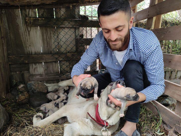 Tanesi 5 bin lira! Köpeği tek seferde 15 yavru doğurdu İlginç Haberler