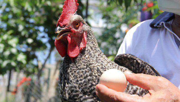 Sinop'ta horozun 2 aydır yaptığı şey şaşkına çevirdi: Ne gördüm ne duydum