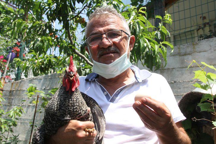 Sinop'ta horozun 2 aydır yaptığı şey şaşkına çevirdi: Ne gördüm ne duydum G2