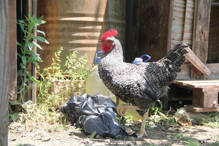 Sinop'ta horozun 2 aydır yaptığı şey şaşkına çevirdi: Ne gördüm ne duydum G3