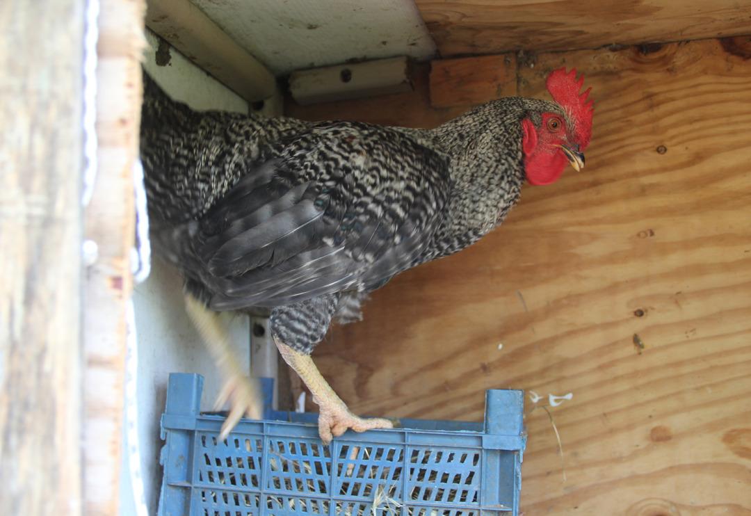 Sinop'ta horozun 2 aydır yaptığı şey şaşkına &ccedil;evirdi: Ne g&ouml;rd&uuml;m ne duydum