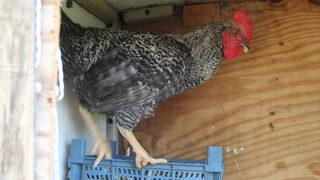 Sinop'ta horozun 2 aydır yaptığı şey şaşkına çevirdi: Ne gördüm ne duydum