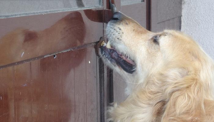 Köpeğin yeteneğini gören hem şaşkına dönüyor, hem kahkaha atıyor: İnanamadım