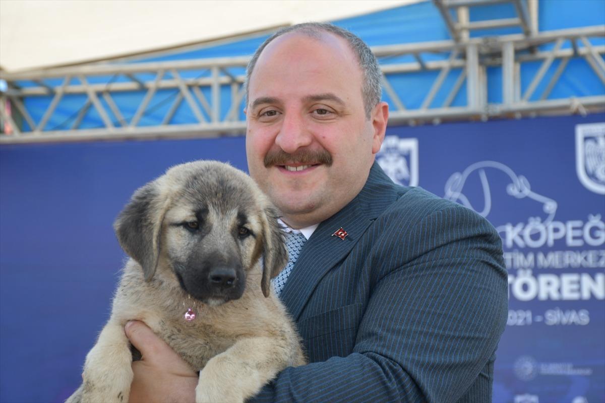 Bakan Varank, Sivas kangal k&ouml;peğinin ırkını koruyacak merkezin a&ccedil;ılışını yaptı