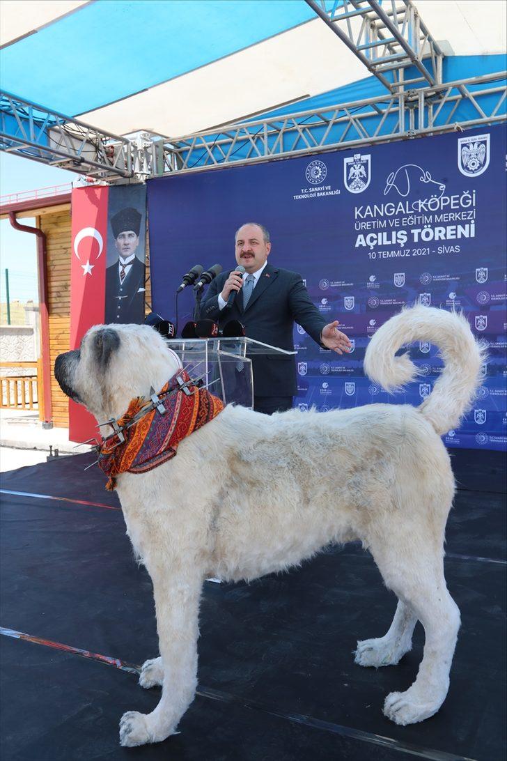 Bakan Varank, Sivas kangal köpeğinin ırkını koruyacak merkezin açılışını yaptı G3