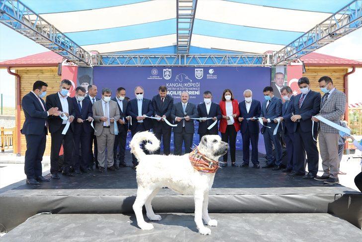 Bakan Varank, Sivas kangal köpeğinin ırkını koruyacak merkezin açılışını yaptı G4