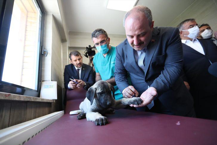 Bakan Varank, Sivas kangal köpeğinin ırkını koruyacak merkezin açılışını yaptı G5