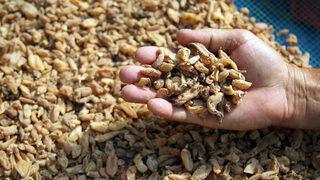 Özel izinle üretiliyor! Salep orkidesinin kilosu bin lira