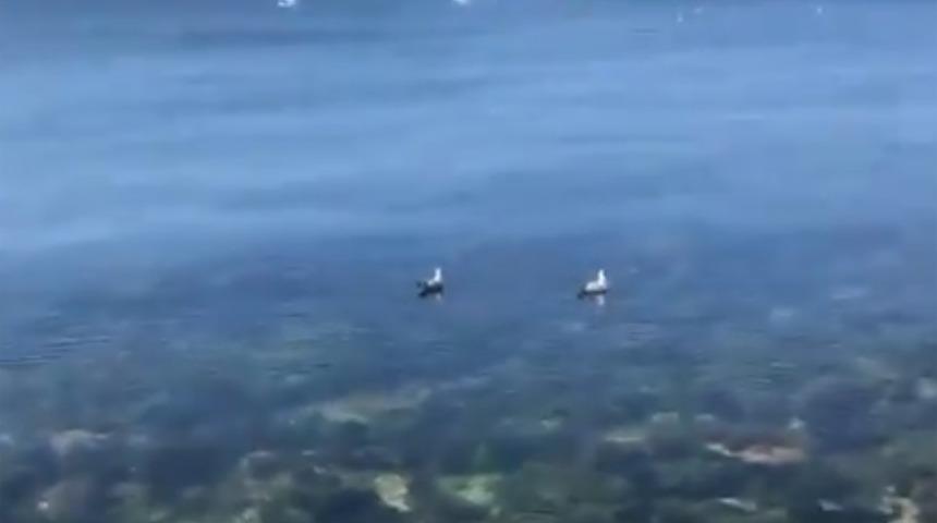 Sevindiren haberi Bakan Kurum verdi: Görünmeye başladı