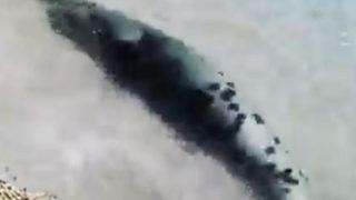 Antalya'da Akdeniz foku plaja gelenler tarafından görüntülendi: Yunus değil ya, fok