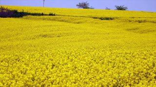 Kanola tohumunun yüzde 50'sini Bakanlık karşılayacak