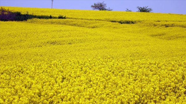 Kanola tohumunun yüzde 50'sini Bakanlık karşılayacak