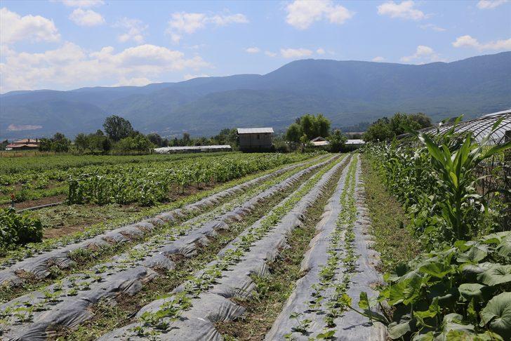 Tarım ve Orman Bakan Yardımcısı Metin'den ata tohumlarının bakanlığa ulaştırılması çağrısı: G5