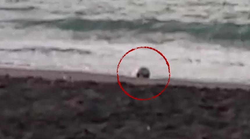 Düzce'de kıyıya mayın tetikleyicisi vurdu, polis alarma geçti