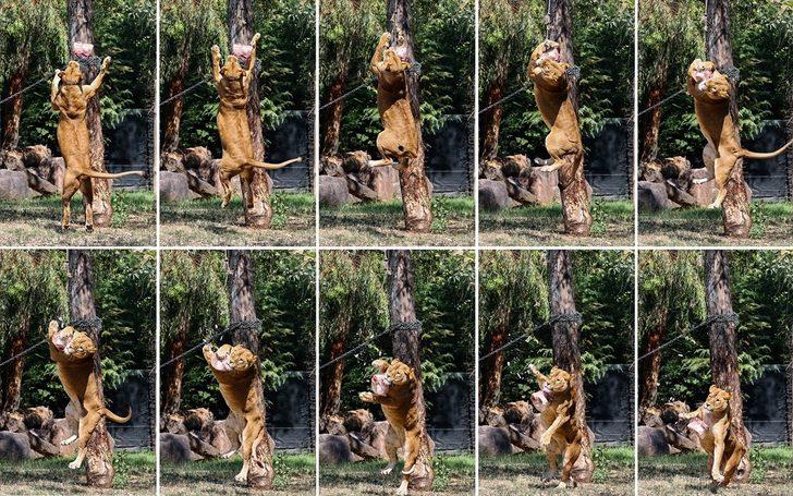 İzmir Doğal Yaşam Parkı'nın sakinleri dondurulmuş meyvelerle serinliyor G1