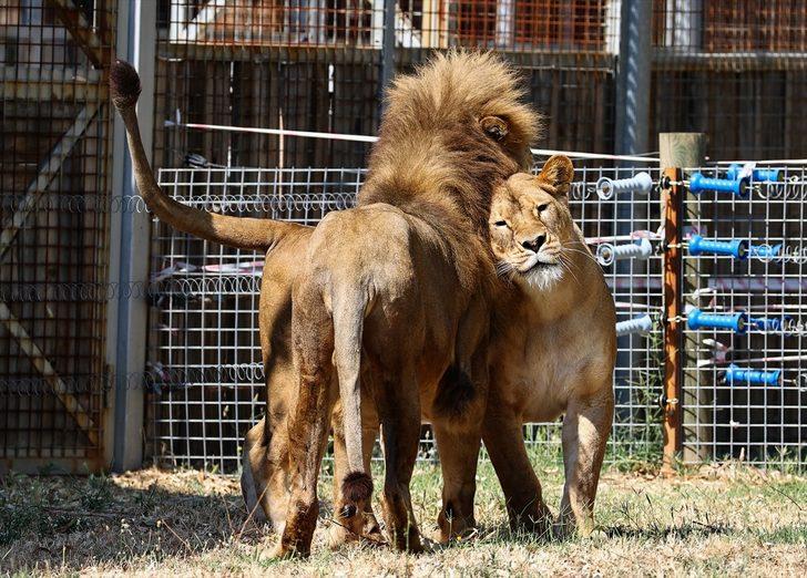 İzmir Doğal Yaşam Parkı'nın sakinleri dondurulmuş meyvelerle serinliyor G2