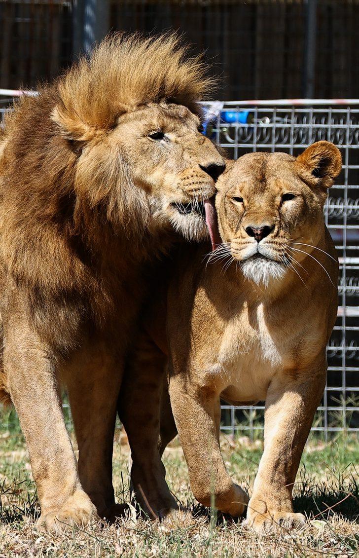 İzmir Doğal Yaşam Parkı'nın sakinleri dondurulmuş meyvelerle serinliyor G3