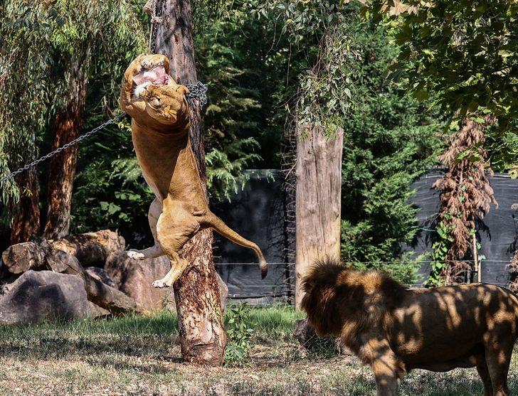 İzmir Doğal Yaşam Parkı'nın sakinleri dondurulmuş meyvelerle serinliyor G4