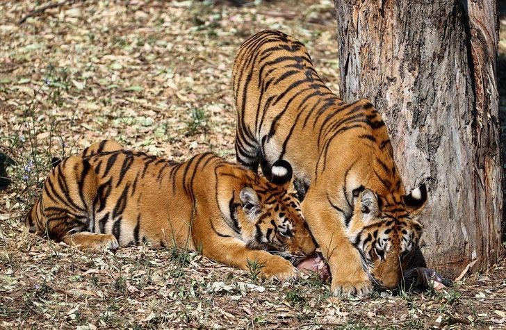 İzmir Doğal Yaşam Parkı'nın sakinleri dondurulmuş meyvelerle serinliyor G5