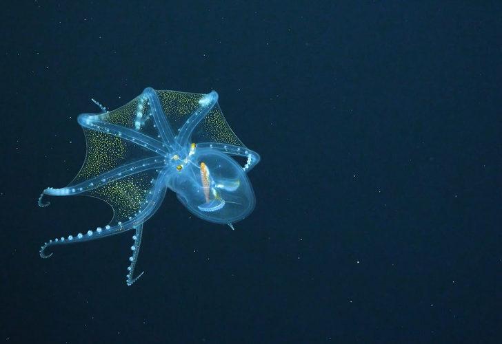 Okyanusta nadir rastlanan ‘Cam Ahtapot’ görüntülendi G1