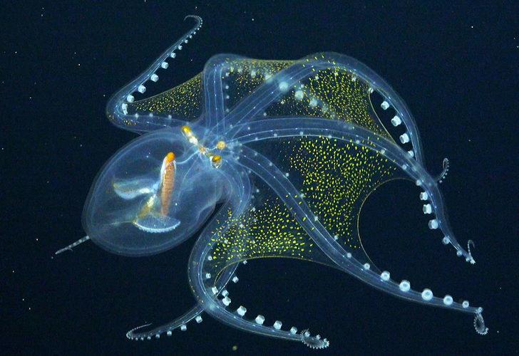 Okyanusta nadir rastlanan ‘Cam Ahtapot’ görüntülendi G2