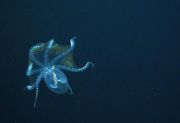 Okyanusta nadir rastlanan ‘Cam Ahtapot’ görüntülendi G3