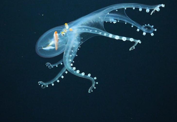 Okyanusta nadir rastlanan ‘Cam Ahtapot’ görüntülendi G4