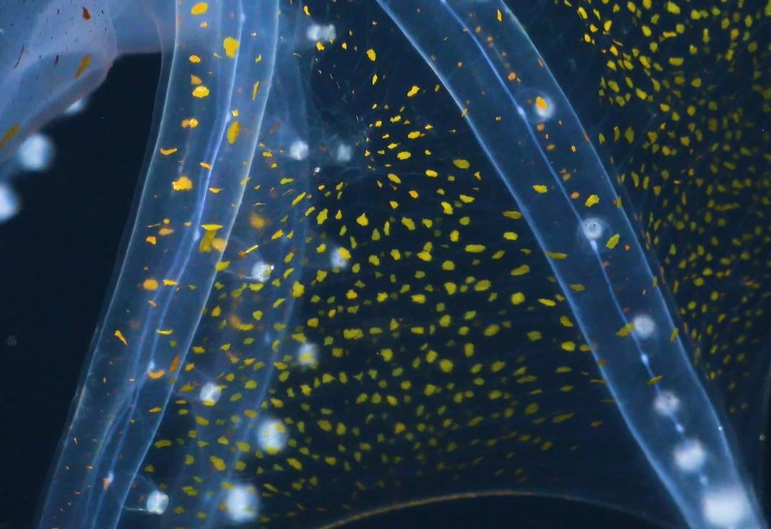 Okyanusta nadir rastlanan &lsquo;Cam Ahtapot&rsquo; g&ouml;r&uuml;nt&uuml;lendi