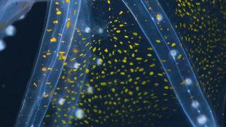 Okyanusta nadir rastlanan ‘Cam Ahtapot’ görüntülendi