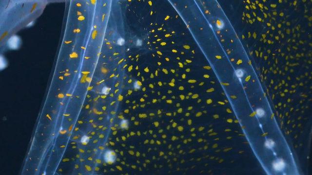 Okyanusta nadir rastlanan ‘Cam Ahtapot’ görüntülendi