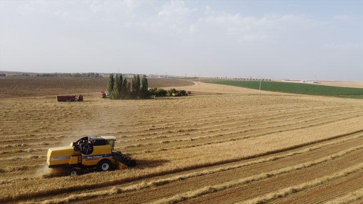 Konya Ovası'nda hububatta buruk sezon G2