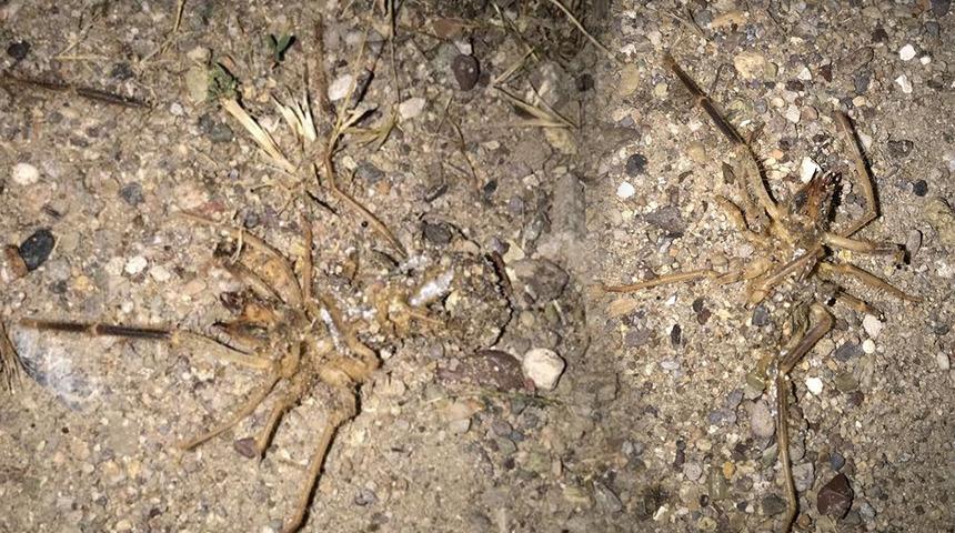 Hava kararınca ortaya çıkıyorlar! Kayseri'de endişelendiren görüntü