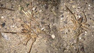 Hava kararınca ortaya çıkıyorlar! Kayseri'de endişelendiren görüntü